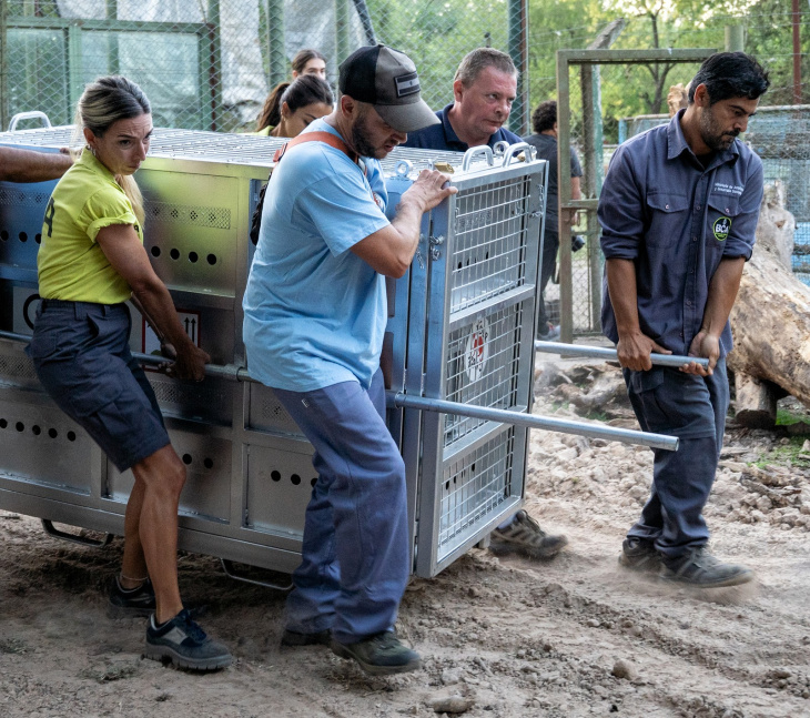 OPERATIVO HISTÓRICO DE RESCATE ANIMAL Comenzó el traslado de los animales del ex Zoo de Luján a santuarios de Europa